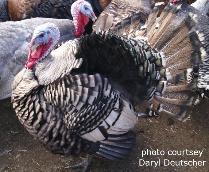 Varieties – TURKEY COLOR GENETICS