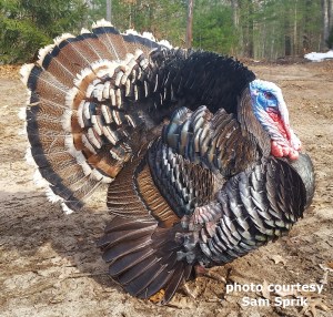 Varieties – TURKEY COLOR GENETICS