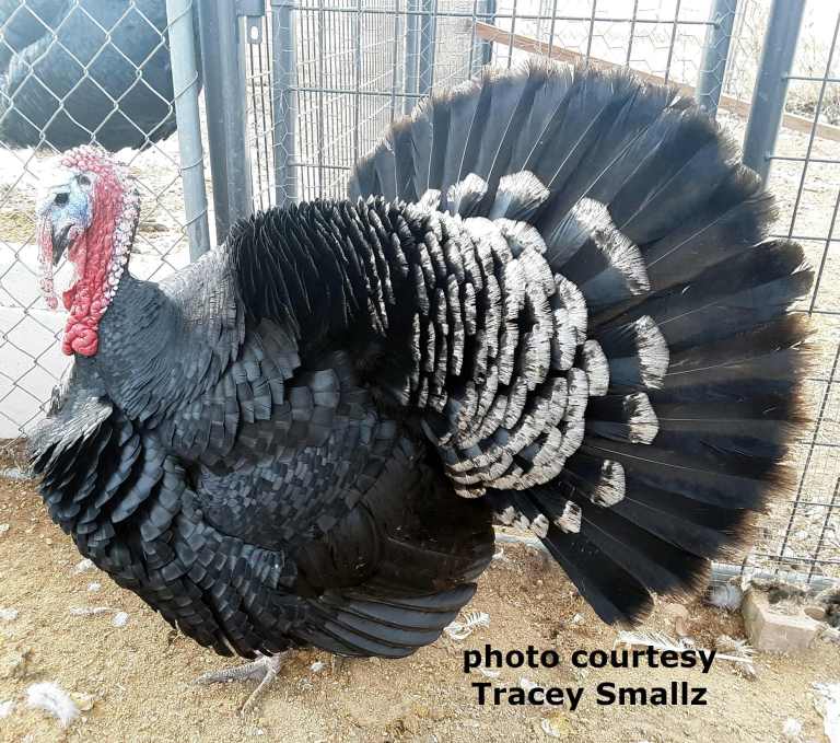 Varieties – TURKEY COLOR GENETICS