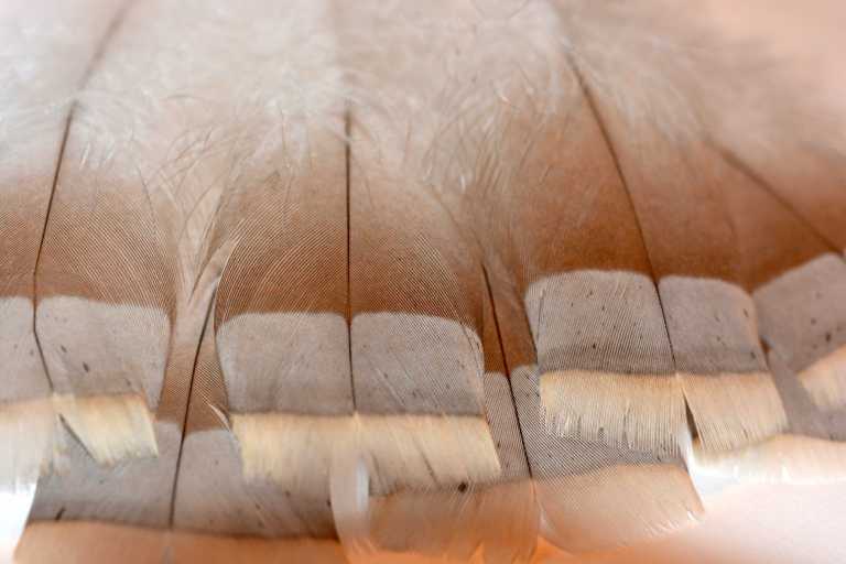 Color Calculator – TURKEY COLOR GENETICS