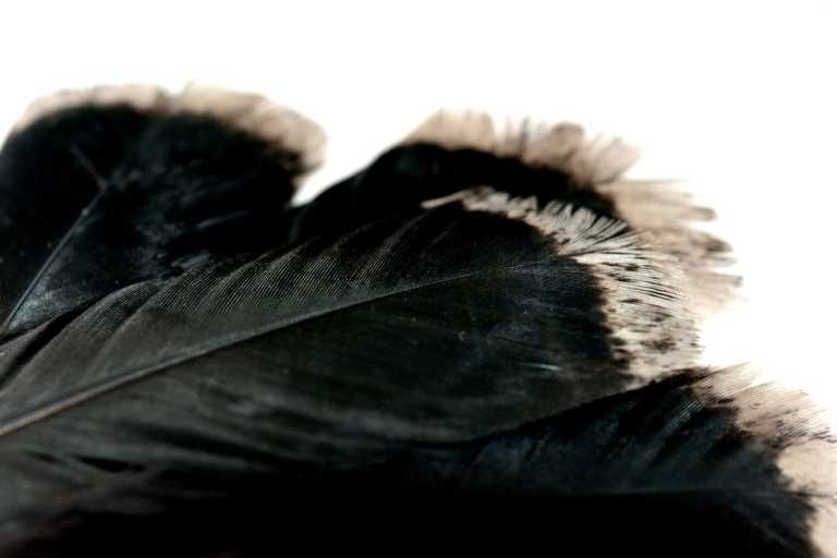 Color Calculator – TURKEY COLOR GENETICS