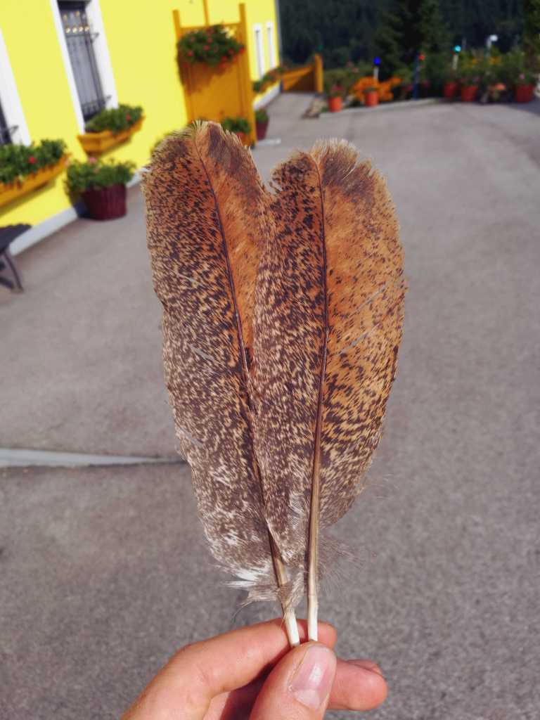 Color Calculator – TURKEY COLOR GENETICS