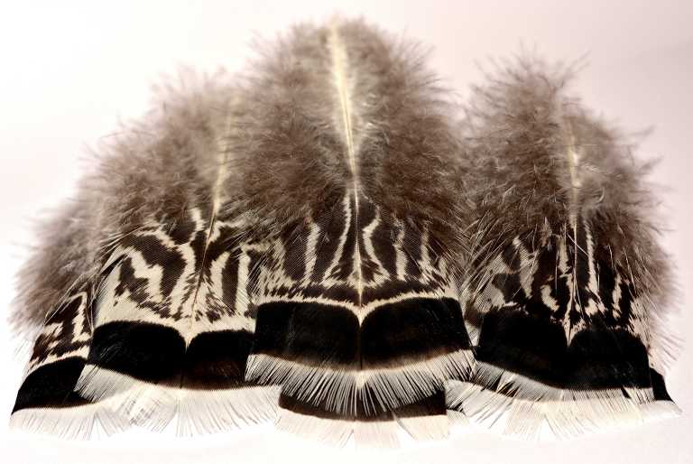 Color Calculator – TURKEY COLOR GENETICS