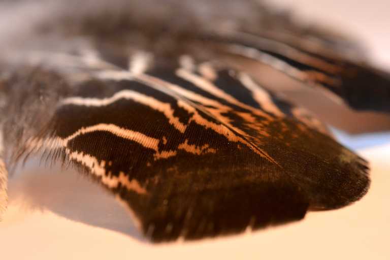 Color Calculator – TURKEY COLOR GENETICS