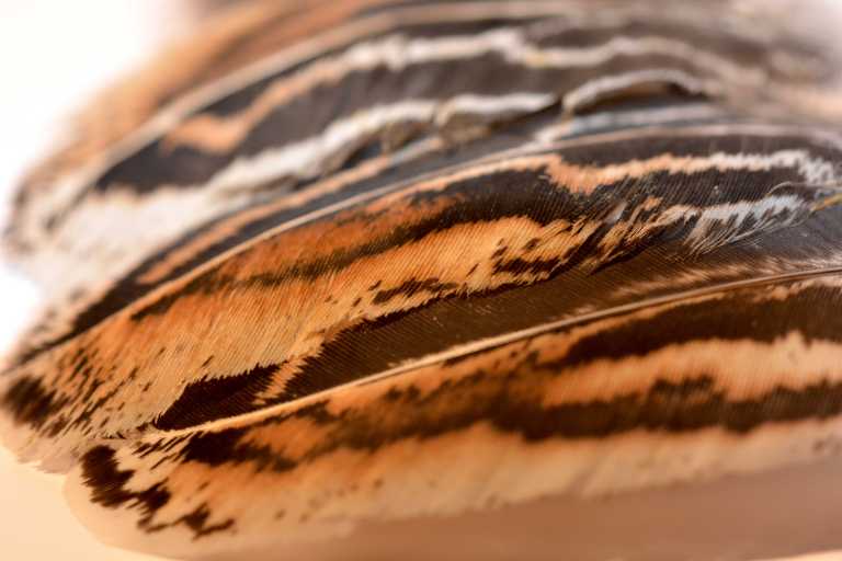 Color Calculator – TURKEY COLOR GENETICS