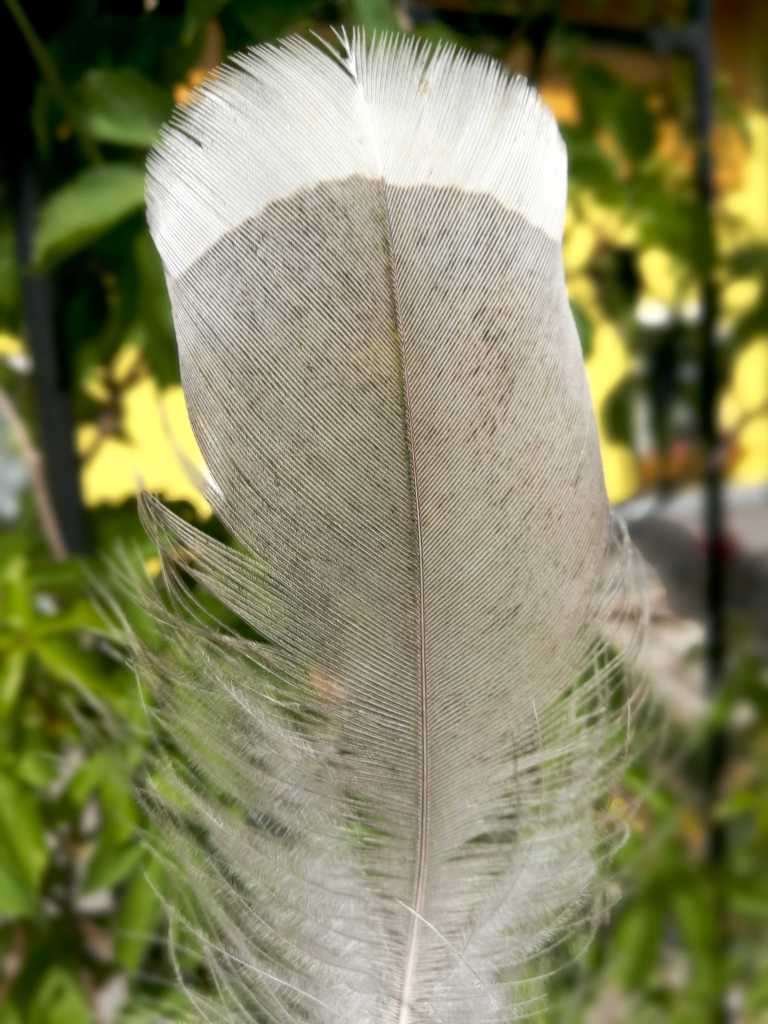 Color Calculator – TURKEY COLOR GENETICS