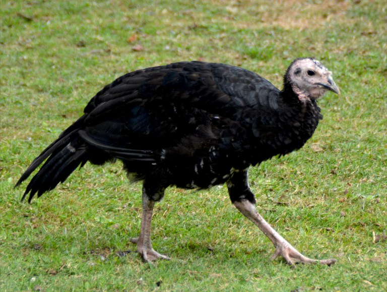 Phenotypes & Genotypes – TURKEY COLOR GENETICS